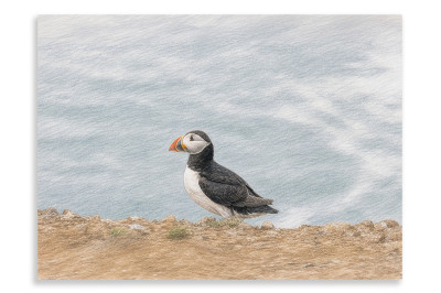 Lone Puffin Skomer Island - Artistic